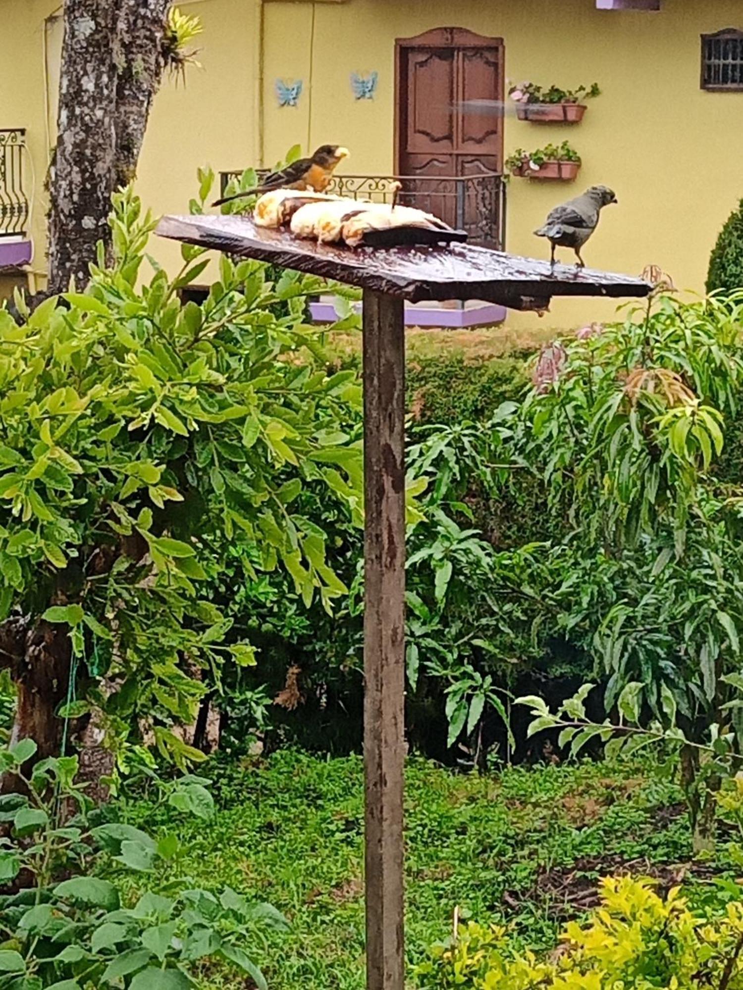 Bird House - Apartament Jardín Exteriör bild
