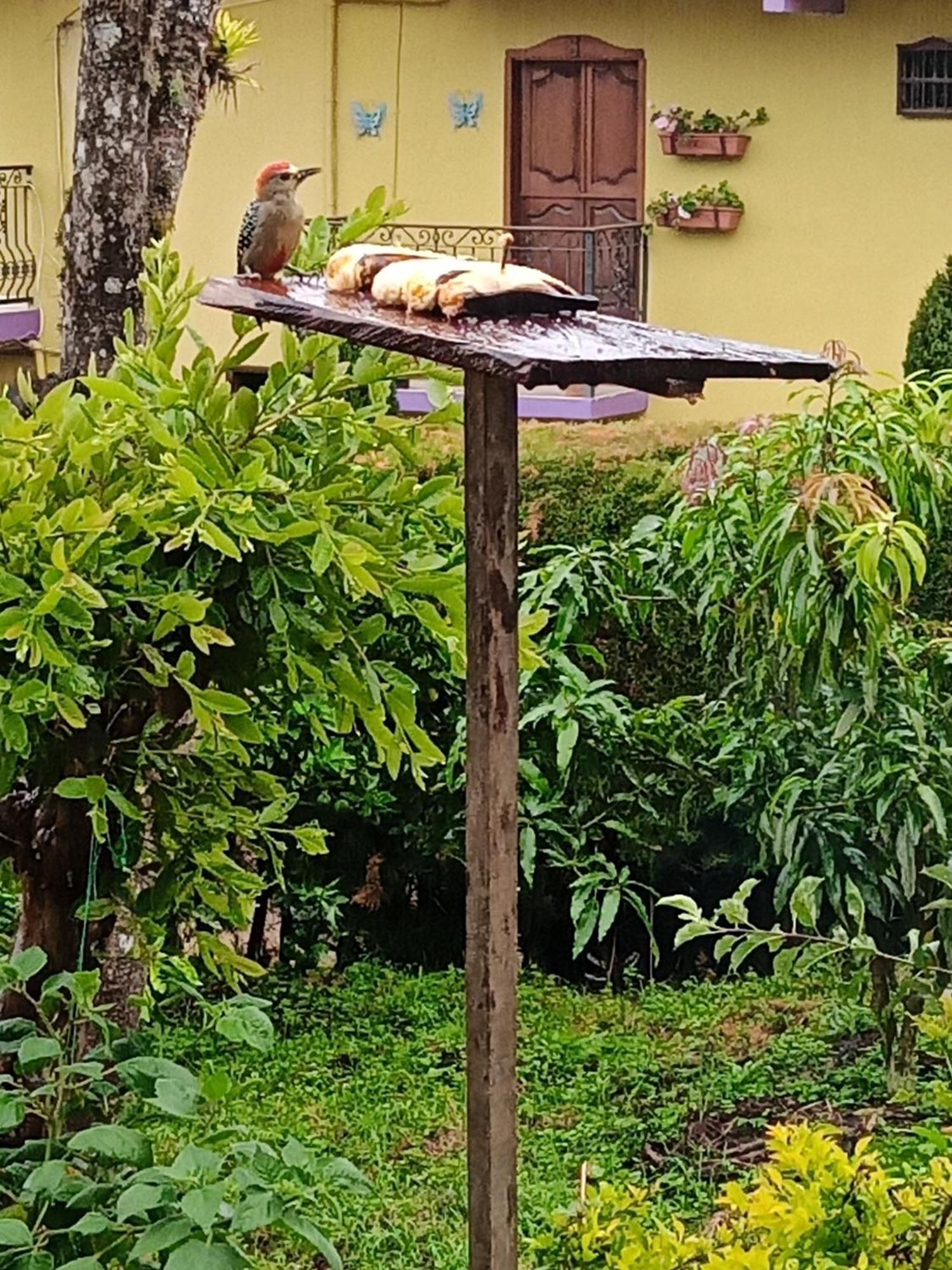 Bird House - Apartament Jardín Exteriör bild